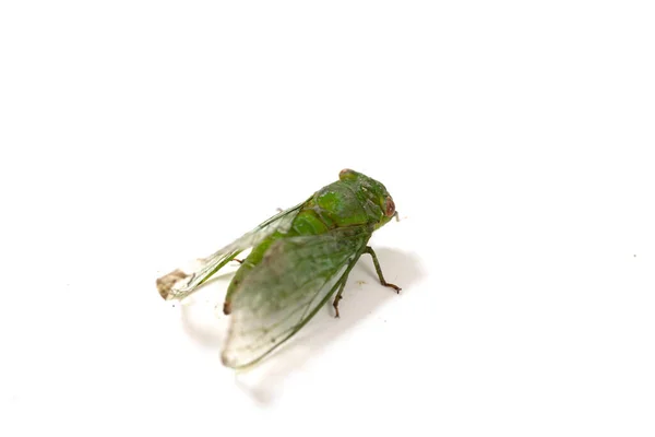 Grön Cicada Vit Bakgrund — Stockfoto