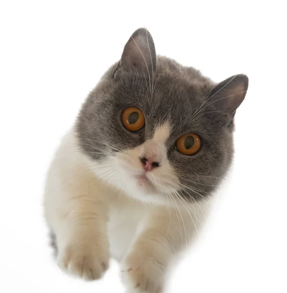 Nízkoúhlý Pohled Britskou Krátkoúhlou Kočku — Stock fotografie