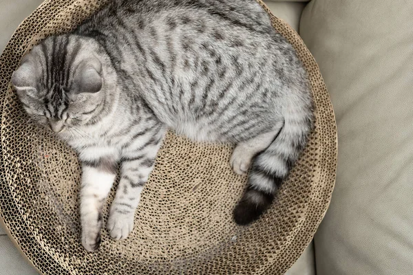 Top View American Shorthair Cat Corrugate Cat Scratcher — ストック写真