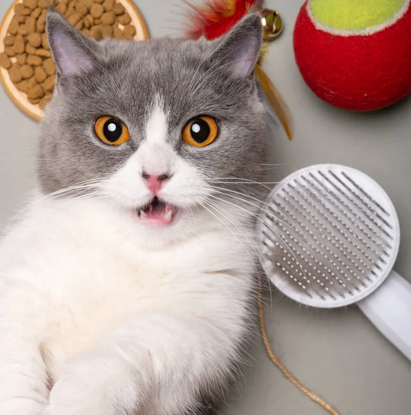 Brytyjski Krótkowzroczny Kot Leżący Obok Jedzenia Zabawek Kwadratowy Skład — Zdjęcie stockowe