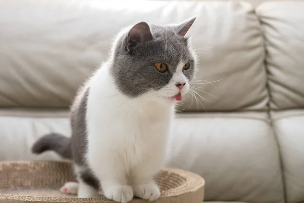 British Shorthair Cat Standing Corrugate Cat Scratcher — ストック写真