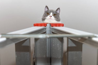 Bir İngiliz kısa hava kedisi merdivenin üstünde yatıyor.