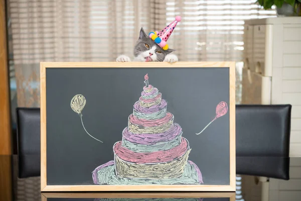cute british shorthair cat behind a blackboard with birthday cake celebrating her 1-year-old birthday