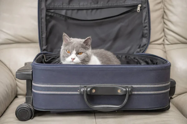 a cat in a luggage