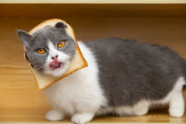 Krájená Britská Krátkosrstá Kočka Krajíčkem Chleba Hlavě — Stock fotografie