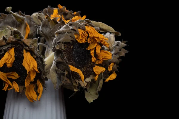 Faded Sunflowers Close Black Background — Fotografia de Stock