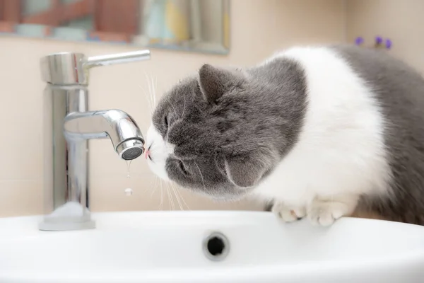 Britská Krátkosrstá Kočka Pije Vodovodního Kohoutku — Stock fotografie
