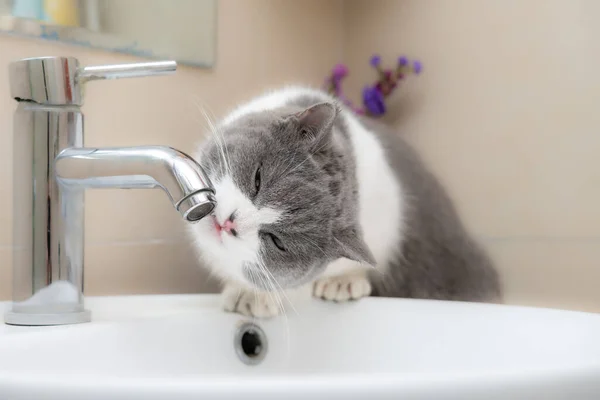 イギリスの短毛猫が水道水を飲んで — ストック写真