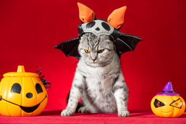 an American shorthair cat with Halloween dress on red