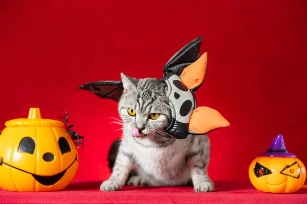 American Shorthair Cat Halloween Dress Red — Zdjęcie stockowe