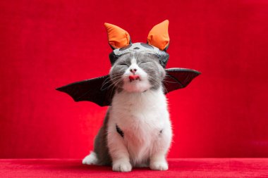 a cute british shorthair cat wears Halloween dress with a funny face on red