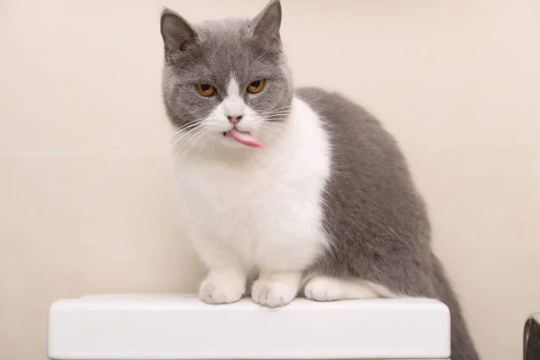商品の水槽の上に座ってる可愛いイギリスのショートヘアの猫 — ストック写真