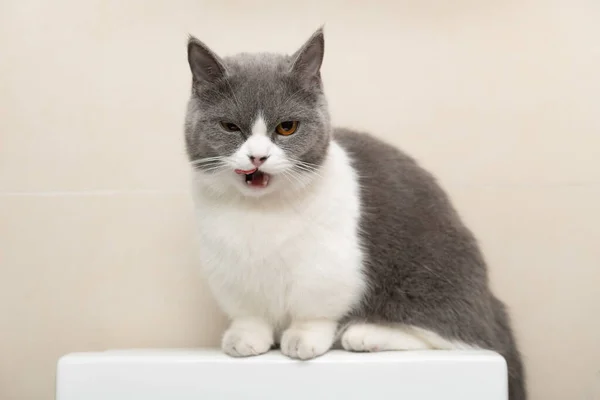 Roztomilý Britský Krátkosrstý Kočka Sedí Vrcholu Vodní Nádrže Komodity — Stock fotografie