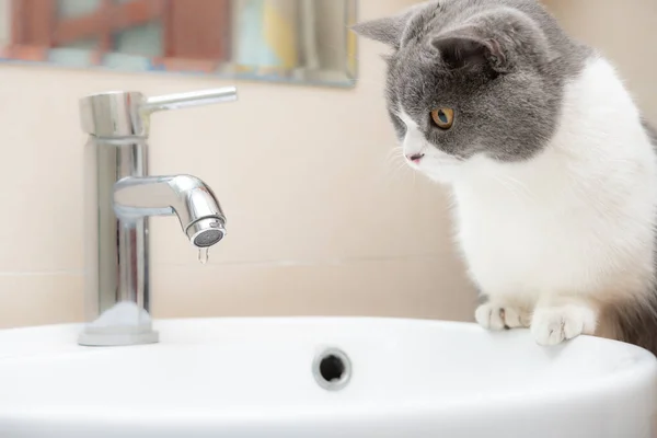 British Short Hair Cat Watching Water Tap Drips — ストック写真