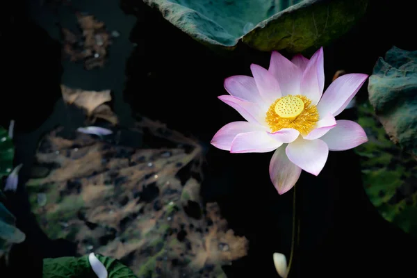 Blooming Lotus Flower Pond — ストック写真