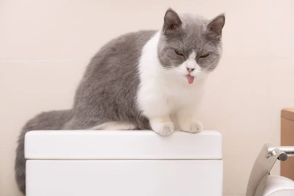 商品の水槽の上に座ってる可愛いイギリスのショートヘアの猫 — ストック写真