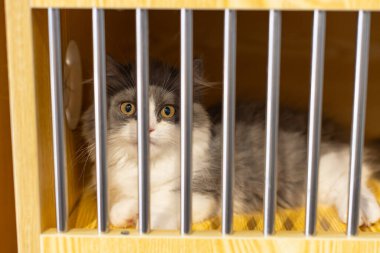 Kafeste kocaman gözleri olan sevimli bir kedi.