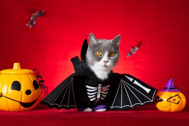 Şirin İngiliz Shortair kedisi Cadılar Bayramı iskelet elbisesi giyiyor ve yanında balkabağı fenerleri var.