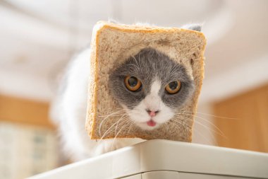 cut british shorthair cat with slice of bread on the head in a living room 