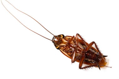 Üst Manzara hamamböceği beyazı üzerinde ceset