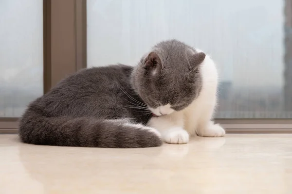 a young British shorthair cat cleaning itself near a window