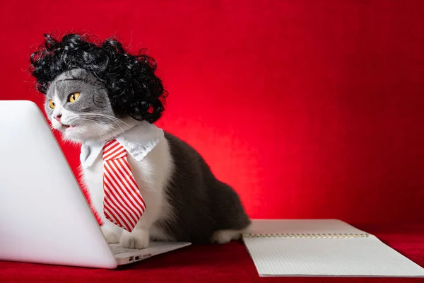Британская Короткошерстная Кошка Парике Галстуке Деловая Леди Работающая Ноутбуком Сюрпризом — стоковое фото