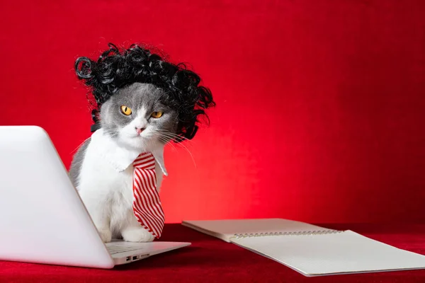 Βρετανίδα Κοντή Γάτα Περούκα Και Γραβάτα Σαν Επιχειρηματίας Που Δουλεύει — Φωτογραφία Αρχείου