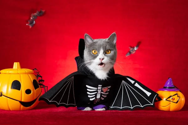 Słodkie Brytyjski Krotkie Kot Nosi Halloween Szkielet Sukienka Jack Latarnie — Zdjęcie stockowe