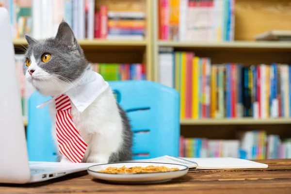 Roztomilý Britský Krátkosrstý Kočka Obchodní Kravatou Práci Notebookem Stole — Stock fotografie