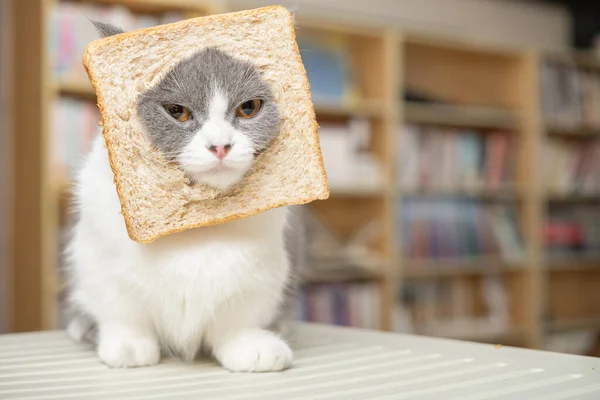 Cut British Shorthair Cat Slice Bread Head Living Room — Stock fotografie