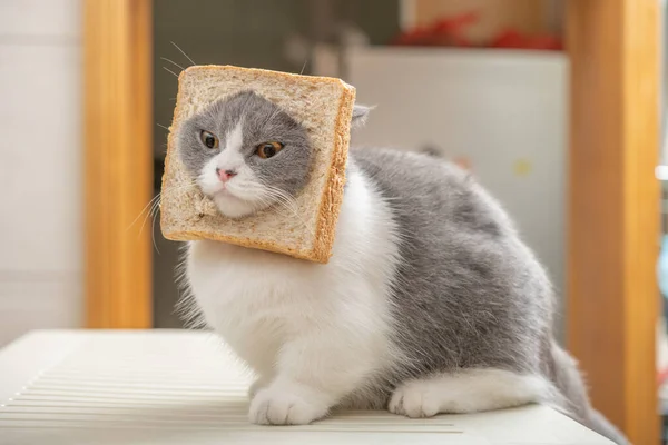 Cut British Shorthair Cat Slice Bread Head Living Room — Fotografia de Stock