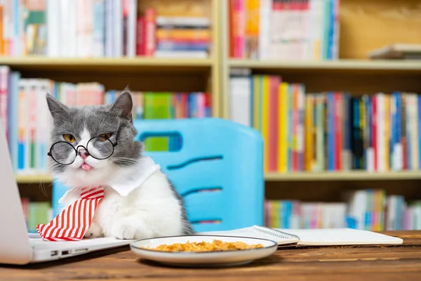 Χαριτωμένο Βρετανικό Shorthair Γάτα Επιχειρηματική Γραβάτα Μπροστά Από Ένα Φορητό — Φωτογραφία Αρχείου