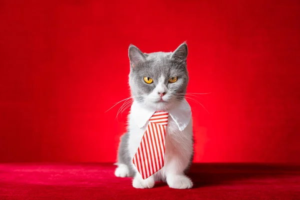 cute british shorthair cat with business tie