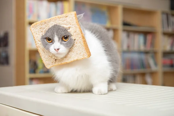 Cut British Shorthair Cat Slice Bread Head Living Room — Stock fotografie