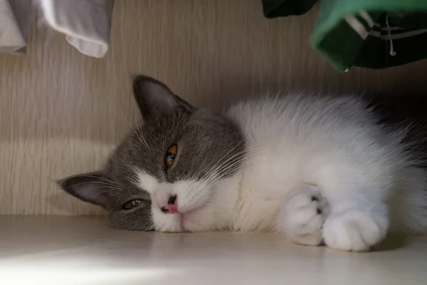 cute british shorthair cat hiding in a wardrobe