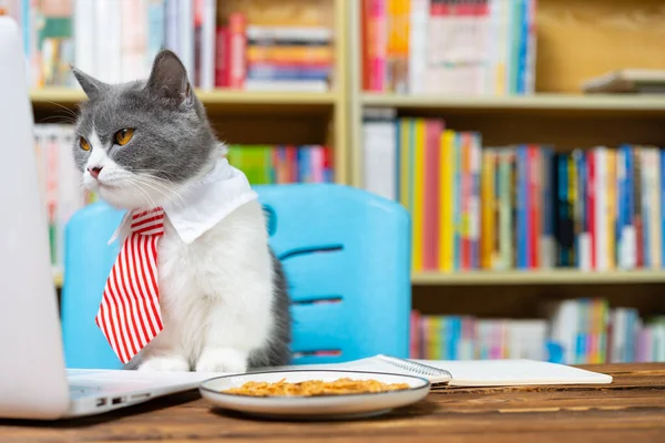 british shorthair cat with business tie and looking at the laptop seriously