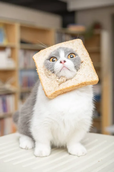 イギリスのショートヘアの猫を頭にパンを乗せて縦の構図のリビングルームで切り取り — ストック写真