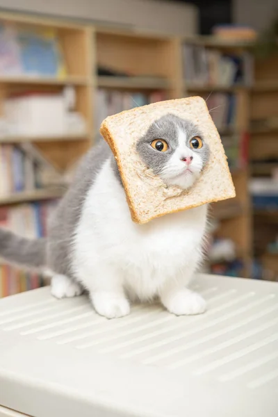 Krájená Britská Krátkosrstá Kočka Krajíčkem Chleba Hlavě Obývacím Pokoji Svislé — Stock fotografie