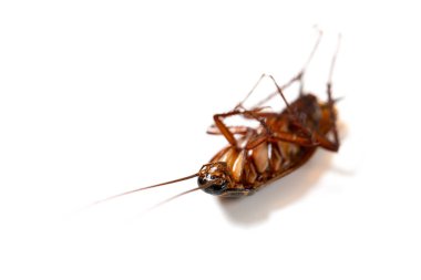 Hamamböceği beyazı üzerinde ölü bir beden