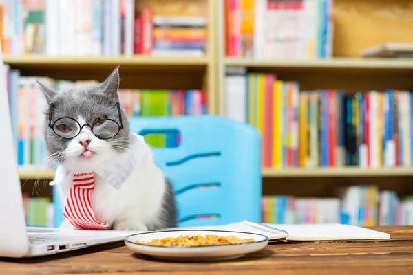 cute british shorthair cat with business tie in front of a laptop and looking at the camera