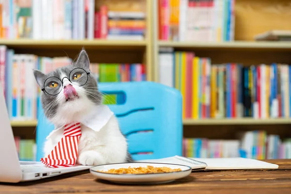 Chciwy Brytyjski Krótkowzroczny Kot Biały Kołnierz Biznes Krawat Lizanie Jej — Zdjęcie stockowe
