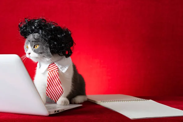 Βρετανίδα Κοντή Γάτα Περούκα Και Γραβάτα Σαν Επιχειρηματίας Που Δουλεύει — Φωτογραφία Αρχείου