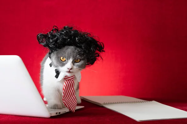 Brytyjski Krótkowzroczny Kot Peruką Krawatem Jak Bizneswoman Pracujący Laptopem Patrzący — Zdjęcie stockowe