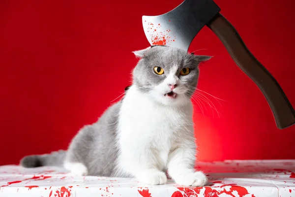 cute british shorthair cat with funny expression and an axe on the head as a halloween image
