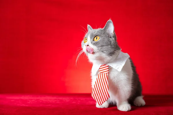 Cute British Shorthair Cat Business Tie — Stock Photo, Image