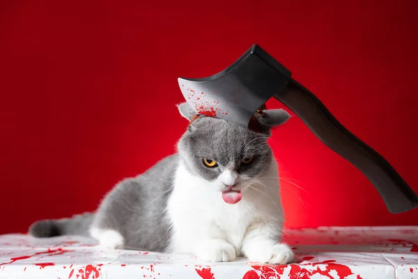 cute british shorthair cat with funny expression and an axe on the head as a halloween image