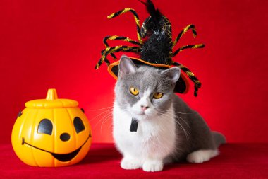 Yakınlarda örümcek şapkası ve feneri olan sevimli İngiliz kısa hava kedisi.