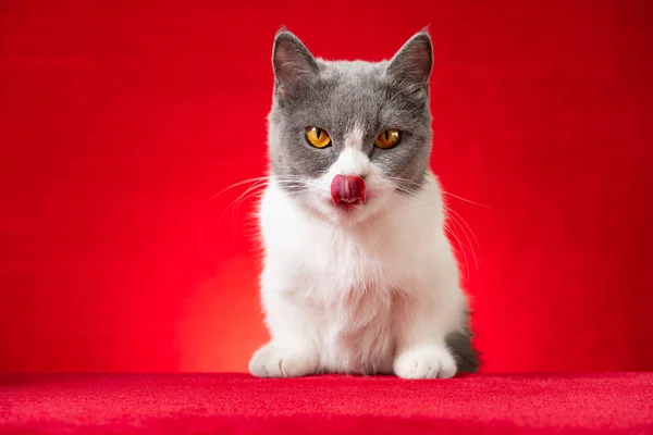 赤い背景に英国のショートヘアの猫 — ストック写真