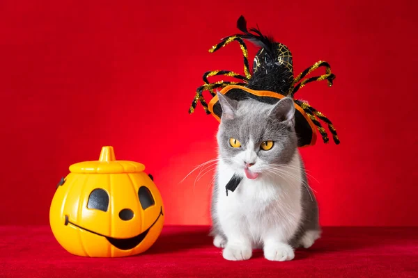 cute british shorthair cat with spider hat and jack-o-lantern nearby