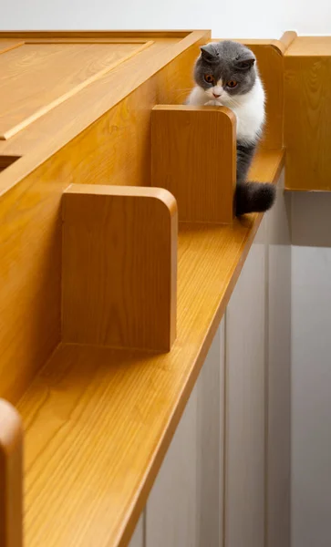 木製キャビネットの垂直組成物の最上層にかわいい英国の短毛猫 — ストック写真